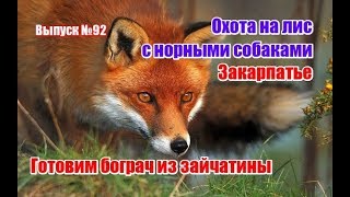 Охота на лис с норными на Закарпатье | Готовим бограч из зайчатины | Выпуск №92 (UKR)