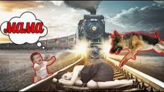 СОБАКИ СПАСАЮТ ЛЮДЕЙ // МоМо
