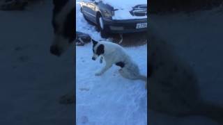Волонтеры фонда "Горячие сердца" спасают избитого подростками Барри