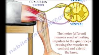 Knee Jerk Reflex - Everything You Need To Know - Dr. Nabil Ebraheim