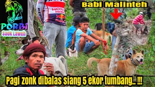 Buru Hama Babi Hutan di Saok Laweh Buka Siang Sabana Basosoh