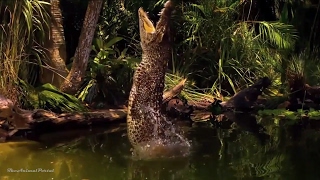 Amazing Animals Hidden Deep in the Jungle - Nature Documentary 2017