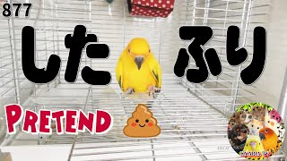 鳥・インコが賢すぎて飼い主を騙す姿が可愛すぎた｜トイレ・シツケ・教え方・覚え方｜面白動物動画877 Funny Parrots and Cute Birds