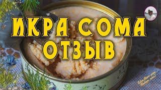 Икра сома видео отзыв от Petr de Cril'on