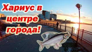Хариус в центре города, или как я учился ловить на тироль!