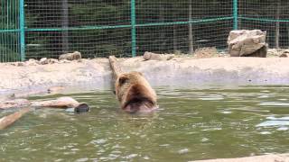 Bear_2|Synevyr|2015
