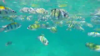 HD Sergeant major fish attack snorkeling in Thailand 2015