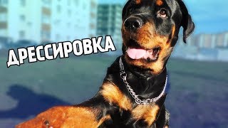 Дрессировка ротвейлера 7 месяцев Обучение щенка на улице команды Наш опыт и метод Типо ВЛОГ