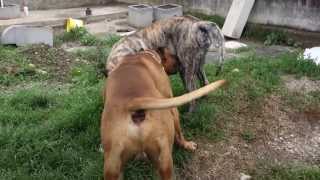Ehdzi i Aron parenje - Dogo Canario Dogs Mating