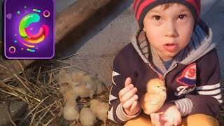 Первый день жизни цыплят. Выращиваем цыплят – видео для детей на канале Саша-Познаваша