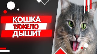 Почему кошка тяжело дышит с открытым ртом высунув язык как собака