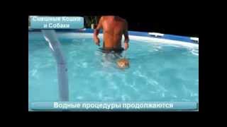 Кошки Плавают...  в бассейне!