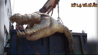 10 con cá sấu khủng nhất Thế Giới thật không thể tin nổi