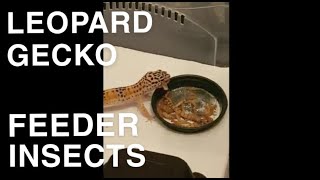 Feeder insects (mealworms, superworms, dubia roaches)