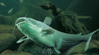 Ночной хищник Подводная охота Александр Кочубей