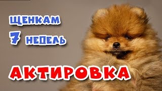 ? АКТИРОВКА ЩЕНКОВ. Что это такое? Щенкам Шпица 7 недель