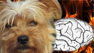 Инсульт у собак | Симптомы | Лечение | Признаки.