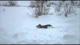 Lobo en la nieve