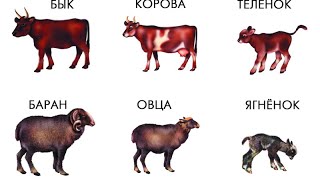 Животные и их детки. ПРОФЕССОР_КАРАПУЗ