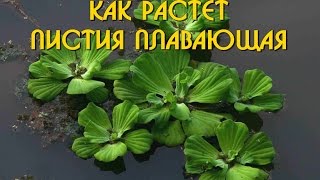 ❀ РАСТЕНИЯ ДЛЯ ПРУДА - ПИСТИЯ ПЛАВАЮЩАЯ В ВАЗОНЕ