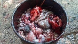 Людям с слабой психикой НЕ СМОТРЕТЬ. Забой кроликов.