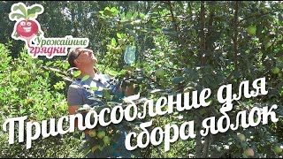 Приспособление для сбора яблок своими руками #urozhainye_gryadki