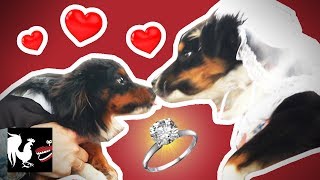 Dog Wedding: The Dumbest Thing We've Ever Done | RT Life