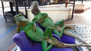 Смешные и милые ящерицы. Подборка 2016