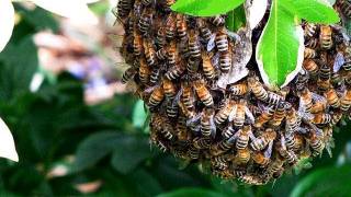 Catching a Wild Honeybee Swarm