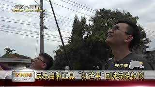 雲林新聞網-土芒果樹遇暖冬提早開花結果 民眾自製採收工具 "打芒果"