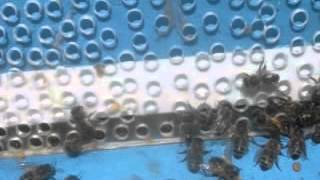 НЕ ОБЫЧНЫЙ СПОСОБ СБОРА ПЫЛЬЦЫ ЧАСТЬ 1