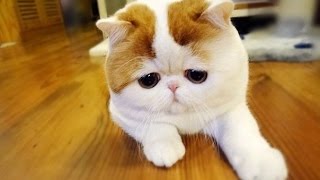 Няшные котейки! Умиление!