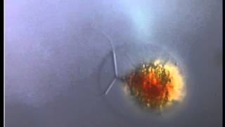 HAEMATOCOCCUS PLUVIALIS