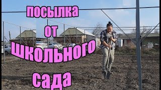 Малина Похвалинка, Малиновая Гряда, Самохвал  и Карамелька. Высаживаем саженцы
