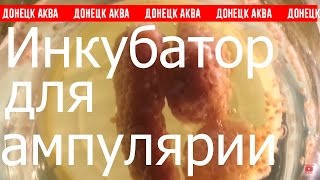 как развести содержать ампулярии. Pomacea bridgesii, инкубатор для ампулярий, Ryby akwarystyczne