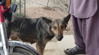Reprodução de cães e burros 2020