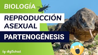 Mecanismos de reproducción asexual  Partenogénesis - Biología - digiSchool
