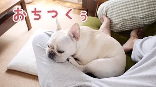 French bulldog フレンチブルドッグこうめさんがお気に入りの場所に来る様子に胸キュン