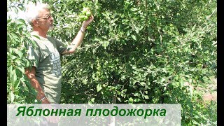 Яблонная плодожорка