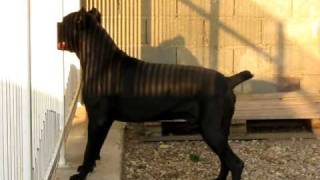 Cane Corso Groff...