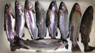 "Rainbow Trout Action At Lake Temescal" by Verdugoadventures!