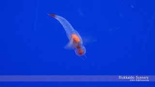 オホーツク流氷館 網走市 北海道 Abashiri Hokkaido JAPAN
