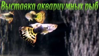 Гуппи 2016. Выставка в Киеве.