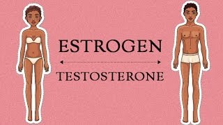 Estrogen Levels In Women | Her Body