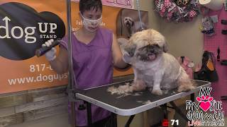 Texas My Favorite Groomer LIVE - Shih tzu SHAVE DOWN