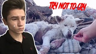 Уродливый пес | TRY NOT TO CRY CHALLENGE | ПОПРОБУЙ НЕ ЗАПЛАКАТЬ ЧЕЛЛЕНДЖ