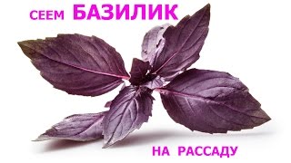 Посев базилика на рассаду