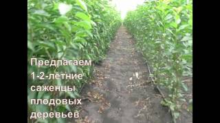 Предлагаем 1-2-летние саженцы плодовых деревьев с ОКС
