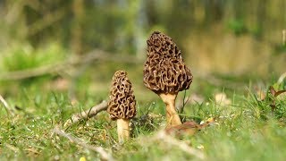 Morel Mushrooms & Spring Edibles