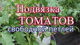 Как подвязать помидоры. Способ "Свободная петля". (06.06.16)